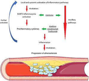 Inflammation and atherosclerosis. Both systemic (ranging from traditional cardiovascular risk factors to infection, autoimmune disease, and air pollution) and local factors (such as ischemia and cholesterol accumulation) can lead to activation of different inflammatory pathways. Among these complex phenomena, activation of the NLRP3 inflammasome has a pivotal role in leading to a proinflammatory cytokine imbalance with activation of various cell types and ensuing progressive inflammatory signaling. Several drugs with potential to modulate different steps of this cascade have been assessed. Among these, colchicine and canakinumab have shown promising results in large cardiovascular outcome trials.