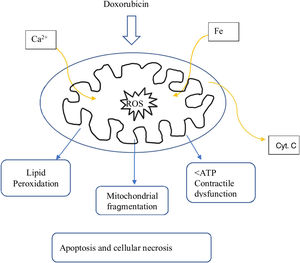 adapted from Gottlieb, R.A. and Mehta, P.K. Cardio-Onoclogy: Principles, Prevention and Management. Caption: ROS - oxygen free radical species; Cyt. C - Cytochrome C.