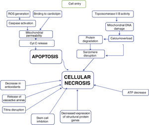 Mechanism of anthracycline toxicity. Adapted from Esquivias G.B., Asteggiano R. Cardiac Management of Oncology Patients, Clinical Handbook for Cardio-Oncology.