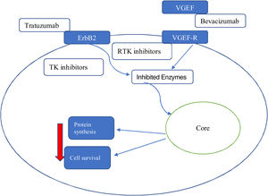 Cardiotoxic Activity of Monoclonal Antibodies. Adapted from Esquivias G.B., Asteggiano R. Cardiac Management of Oncology Patients, Clinical Handbook for Cardio-Oncology.