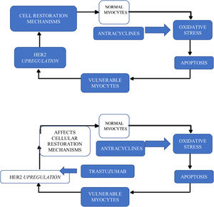 Mechanisms of sequential toxicity anthracyclines/trastuzumab. Adapted from Esquivias G.B., Asteggiano R. Cardiac Management of Oncology Patients, Clinical Handbook for Cardio-Oncology.