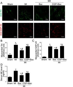 GABAB receptor activation inhibited cardiac sympathetic nerve regeneration post MI. A, Representative graph of TH (green) and GAP-43 (red) staining in the four groups, Sham, MI, Bac/MI, CGP+Bac/MI. B and C, TH and GAP-43 immunofluorescent density were significantly increased in MI groups comparing with sham group (‘*’: p<0.05). Baclofen treated rats showed a decreased TH and GAP-43 staining comparing with Con group (‘#’: p<0.05). CGP52432 abolished baclofen included downregulation of expression of TH and GAP-43 (‘&’: p<0.05). D, Serum NE levels significantly increased in MI groups comparing with Sham group (‘*’: p<0.05). Baclofen decreased NE level significantly comparing with Con group (‘#’: p<0.05). CGP52432 abolished baclofen included downregulation of serum NE level (‘&’: p<0.05). Sham: surgery without ligating LAD; MI: myocardial infarction group; Bac: baclofen group: myocardial infarction animals received baclofen (baclofen, 10 mg/kg); CGP+Bac: CGP52432+baclofen group.