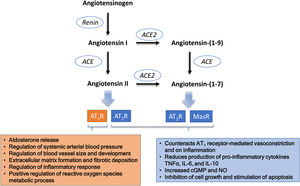 The main players of the renin-angiotensin system that may be disturbed in COVID-19. Schematic representation of the steps that may be relevant in the lungs, the major organ for the conversion of plasma angiotensin I into angiotensin II. Although ACE2 may also participate in the metabolism of des-(Arg)-bradykinin, its lower concentration in the lungs and the lower affinity to ACE2 makes its putative contribution less relevant.