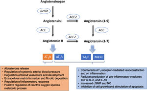 The main players of the renin-angiotensin system that may be disturbed in COVID-19. Schematic representation of the steps that may be relevant in the lungs, the major organ for the conversion of plasma angiotensin I into angiotensin II. Although ACE2 may also participate in the metabolism of des-(Arg)-bradykinin, its lower concentration in the lungs and the lower affinity to ACE2 makes its putative contribution less relevant.