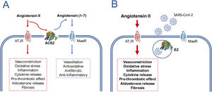 Disturbance of the balance angiotensin II/angiotensin (1–7) caused by the SARS-CoV-2 virus as a potential mechanism for inducing the clinical manifestations of COVID-19. In the absence of the virus (A) the AT1-receptor (AT1R) mediated effects of angiotensin II are counter balanced by the effects of angiotensin (1–7) formed by the action of ACE2. In the presence of SARS-CoV-2 (B), ACE2 is internalized along with virus and its absence from the cytoplasmic membrane causes a loss of its metabolic function, the consequent accumulation of angiotensin II and an exacerbation of the AT1R mediated effects. This imbalance occurs more markedly in the lungs, the major organ where plasma angiotensin II is formed. The formed angiotensin II will be released into the circulation and may cause a systemic inflammatory response even if there has been no systemic exposure to the virus.