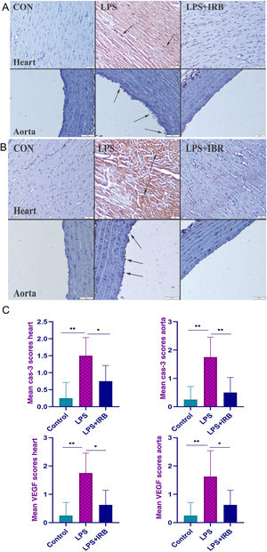 Immunohistochemical findings for caspase-3 (A) and vascular endothelial growth factor (B) showing moderate myocardial hemorrhage (arrows) and endothelial cell loss (arrows) with elastic fiber damage in the aorta in the LPS group and scoring between groups (C). The differences between the means of the groups with different letter combinations were statistically significant (**p<0.001 and *p<0.05). Scale bars=50 μm; hematoxylin-eosin stain; streptavidin-biotin-peroxidase method. CON: control; LPS: lipopolysaccharide; LPS+IBR: lipopolysaccharide and irbesartan; VEGF: vascular endothelial growth factor.
