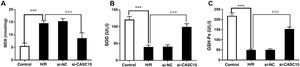 Measurement of oxidative stress index. Silencing CASC15 alleviated H/R-induced oxidative stress injury, as shown by decreased production of (A) MDA and increased activity of (B) SOD and (C) GSH-Px. ***p<0.001 vs. control group; ###p<0.001 vs. Si-NC group. GSH-Px: glutathione peroxidase; H/R: hypoxia/reoxygenation; MDA: methylenedioxyamphetamine; si-CASC15: small interfering RNA against CASC15; si-NC: small interfering RNA as negative control; SOD: superoxide dismutase.