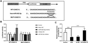 Verification of the relationship between CASC15 and miR-542-3p. (A) Binding site of CASC15 and miR-542-3p; (B) luciferase reporter gene assay; (C) miR-542-3p expression increased after inhibition of CASC15 in the H/R group. ***p<0.001 vs. control group; ###p<0.001 vs. Si-NC group. H/R: hypoxia/reoxygenation; mut-CASC15: mutant CASC15; NC: negative control; si-CASC15: small interfering RNA against CASC15; si-NC: small interfering RNA as negative control; WT-CASC15: wild-type CASC15.