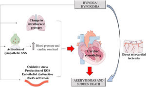 OSA arrhythmogenic mechanisms. ANS: autonomic nervous system; RAAS: renin-angiotensin-aldosterone system; ROS: reactive oxygen species.