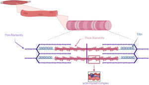 Components of the sarcomere.