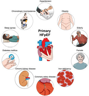 Central illustration. Phenotypes of primary heart failure with preserved ejection fraction. Patients with primary HFpEF represent specific “phenotypes” and are usually elderly, more commonly women, and often with a history of arterial hypertension, obesity, iron deficiency, coronary artery disease, diabetes mellitus, chronic kidney disease, sleep apnea, and chronotropic incompetence.