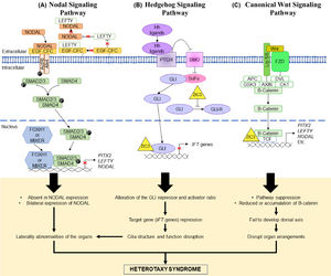 Three signaling pathways suggested to be involved in causing HTX. (A) Nodal signaling pathway. NODAL binds to its receptors (type 1, ActRII and type 2, ALK4) and co-receptor (EGF-CFC). SMAD2/3 are phosphorylated and bind with SMAD4, forming a complex. The SMAD complex enters the nucleus to regulate target genes transcription either by binding to the DNA binding protein or directly binds to the DNA. To keep the balance of NODAL expression, LEFTY acts as the negative feedback protein where it either binds to NODAL of the co-receptor when NODAL is expressed in abundance. Repression of the target genes may lead to absence or bilateral expression of NODAL leading to laterality defects and HTX. (B) Hedgehog signaling pathway. SMO inhibition by PTCH is lifted when Hh ligands bind to PTCH. This allows downstream cascade as SuFu stops its binding to GLI and GLI is able to enter the nucleus for target gene transcription. Binding of SuFu to GLI is a negative regulation of the pathway as the binding produces GLI-repressor. Presence of ZIC3 will inhibit the production of GLI-repressor and affect the gene transcription process in the nucleus. Repression of the IFT genes will cause disruption of the ciliary structure and function which also will cause laterality defects and HTX. (C) Canonical WNT signaling pathway. WNT binds to its receptor, FZD and co-receptor, LRP5/6. The binding induces dissociation of a complex consisting of APC, AXIN/DVL/GSK3/CK1/β-catenin. The result of the dissociation is the release of β-catenin which is then able to enter the nucleus to regulate target genes transcription by interacting with TCF. ZIC3 binding to TCF has the ability to repress β-catenin, hence affecting the WNT signaling pathway. It is suggested that β-catenin repression will give effect of suppressing the WNT pathway. Another suggested effect is reduction or accumulation of β-catenin. Both lead to failure in forming the dorsal axis, disrupting organ arrangements and cause HTX.