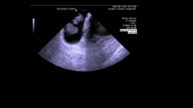 https://ars.els-cdn.com/content/image/1-s2.0-S0870255125003130-mmc1.mp4