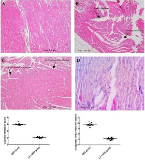Histopathological analysis of heart tissue from all the experimental groups via H&E staining. (A) Control group: normal histoarchitecture with organized cardiac fibers; (B) DOX group: dilated capillaries along with disorganized cardiac fibers; (C) lactoferrin-treated DOX group: restored cardiac myocytes with less distortion and disorganization; (D) lactoferrin group: normal histoarchitecture. The tissue sections were visualized at 40× under a light microscope. Scale: 100 μm. *p<0.001 vs the LF+DOX group.