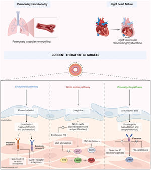 Pathophysiology and current therapeutic targets of pulmonary arterial hypertension. cAMP: cyclic adenosine monophosphate; cGTP: cyclic guanosine triphosphate; DLCO: diffusion capacity of the lung for carbon monoxide; ERA: endothelin receptor antagonist; GMP: guanosine monophosphate; GTP: guanosine triphosphate; NO: nitric oxide; PCA: prostacyclin analog; PDE-5: phosphodiesterase 5; PGI2: prostacyclin; PRA: prostacyclin receptor agonist; sGC: soluble guanylate cyclase.