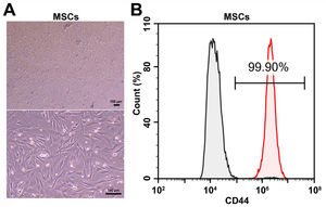 Verification of rMSCs. (A) Representative bright-view images of rMSCs. (B) Flow cytometric analysis of CD44 expression in the rMSCs.