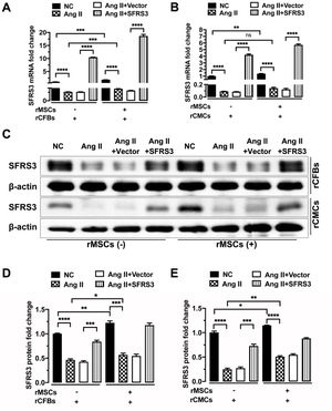 rMSCs increased SFRS3 expression in normal and Ang II-treated rCFBs and rCMCs. (A) qPCR data showing SFRS3 mRNA levels in rCFBs. (B) qPCR data showing SFRS3 mRNA levels in rCMCs. (C) Western blot data showing SFRS3 protein levels in rCFBs and rCMCs. (D) Quantification of the Western blot data of rCFBs. (E) Quantification of the Western blot data of rCMCs. β-Actin was used to normalize the expression levels of SFRS3. The NC group indicated that the cells did not receive any treatment, the Ang II group indicated that the cells were treated with Ang II, the Ang II+Vector group indicated that the cells were transferred to empty plasmid based on the Ang II treatment and the Ang II+SFRS3 group indicated that the SFRS3 plasmid was transferred after Ang II treatment. *p<0.05; **p<0.01; ***p<0.001; ****p<0.0001; ns, no significance.