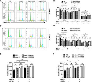 rMSCs or higher levels of SFRS3 promoted cell cycle progression and proliferation in Ang II-treated rCFBs and rCMCs. (A) Flow cytometric analysis results of rCFBs stained with 7-AAD. (B) Quantification of the 7-AAD staining results of rCFBs. (C) Flow cytometric analysis results of rCMCs stained with 7-AAD. (D) Quantification of the 7-AAD staining results of rCMCs. (E) MTT assay data indicating the proliferation of rCFBs. (F) MTT assay data indicating the proliferation of rCMCs. The NC group indicated that the cells were treated without any treatment, the Ang II group indicated that the cells were treated with Ang II, the Ang II+Vector group indicated that the cells were transferred to empty plasmid based on the Ang II treatment and the Ang II+SFRS3 group indicated that the SFRS3 plasmid was transferred after Ang II treatment. *, p<0.05; **, p<0.01; ***, p<0.001; ns, no significance.