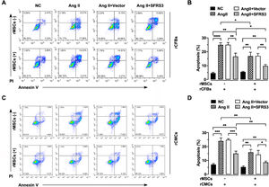 rMSCs or SFRS3 overexpression inhibited apoptosis of rCFBs and rCMCs triggered by Ang II treatment. (A) Flow cytometric analysis results of rCFBs stained with Annexin V/PI. (B) Quantification of the Annexin V/PI staining results of rCFBs. (C) Flow cytometric analysis results of rCMCs stained with Annexin V/PI. (D) Quantification of the Annexin V/PI staining results of rCMCs. The NC group indicated that the cells were treated without any treatment, the Ang II group indicated that the cells were treated with Ang II, the Ang II+Vector group indicated that the cells were transferred to empty plasmid based on the Ang II treatment and the Ang II+SFRS3 group indicated that the SFRS3 plasmid was transferred after Ang II treatment. *p<0.05; **p<0.01; ***p<0.001; ****p<0.0001.