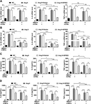 rMSCs or SFRS3 overexpression repressed secretion of cytokines by Ang II-treated rCFBs and rCMCs. (A) qPCR data showing the mRNA levels of IL-1β, IL-6, and TNF-α in rCFBs with indicated treatments. (B) qPCR data showing the mRNA levels of IL-1β, IL-6, and TNF-α in rCMCs with indicated treatments. (C) ELISA results indicating the concentrations of IL-1β, IL-6, and TNF-α in conditioned media from rCFBs. (D) ELISA results indicating the concentrations of IL-1β, IL-6, and TNF-α in conditioned media from rCMCs. The NC group indicated that the cells were treated without any treatment, the Ang II group indicated that the cells were treated with Ang II, the Ang II+Vector group indicated that the cells were transferred to empty plasmid based on the Ang II treatment and the Ang II+SFRS3 group indicated that the SFRS3 plasmid was transferred after Ang II treatment. *p<0.05; **p<0.01; ***p<0.001; ****p<0.0001; ns, no significance.