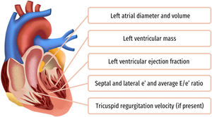 Aspects to consider when investigating cardiovascular disease.