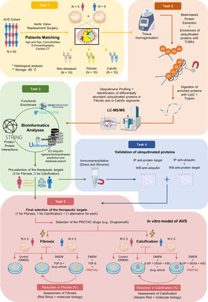 Overview of the experimental plan. Abbreviations: ASC: ascorbic acid; AVS: aortic valve stenosis; CT: computed tomography; DEXA: dexamethasone; DMEM: Dulbecco