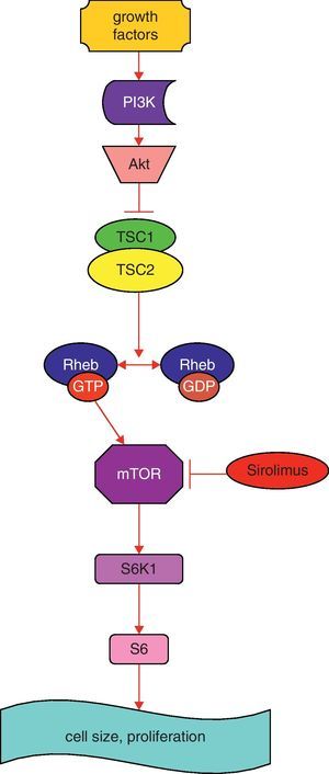 Simplified schematic model of TSC1 and TSC2 pathways. The TSC1/TSC2 complex has roles in cell cycle progression and in cell size and proliferation. This complex stimulates the conversion of active Rheb-GTP to inactive Rheb-GDP, resulting in inactive Rheb. Rheb controls mTOR, a kinase that controls translation through phosphorylation of S6K1. Sirolimus inhibits mTOR. Abbreviations: PI3K: phosphoinositide 3-kinase; Akt: protein kinase B; mTOR: mammalian target of rapamycin; Rheb GAP: GTPase-activating protein for Ras homolog enriched in brain; S6K1: S6 kinase 1 (modified from Ref. 10).