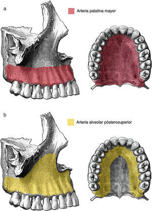Vascularización del maxilar superior. Imagen redibujada de la referencia bibliográfica 36.