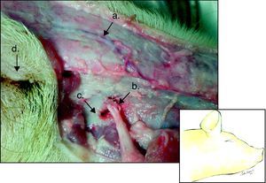 Hemicara derecha de cerdo: a) vena angular ocular, b) arteria y nervio infraorbitario, c) foramen infraorbital, d) globo ocular.
