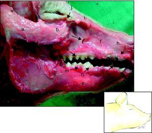 Hemicara derecha de cerdo: a) proceso cigomático temporal, b) tubérculo malar, c) proceso condilar, d) rama mandibular, e) cuerpo mandibular, f) maxila, g) foramen infraorbital, h) hueso incisivo, i) hueso nasal, j) foramen lacrimal, k) dientes molares superiores, l) dientes incisivos superiores, m) dientes molares inferiores, n) diente premolar inferior, ñ) diente canino inferior, o) diente incisivo inferior.