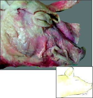 Hemicara derecha de cerdo: plano superficial de la cara del cerdo, una vez reflejada la piel.
