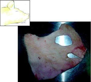 Hemicara derecha de cerdo: colgajo facial de piel obtenido para la posterior identificación de estructuras por planos.