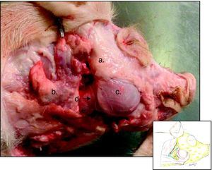 Hemicara derecha de cerdo: a) tejido adiposo y parte de la glándula parótida, b) tejido celular subcutáneo, c) músculo masetero, d) rama bucal del nervio facial, e) glándula submandibular, f) músculo esternohioideo.