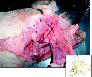 Hemicara derecha de cerdo: a) músculo braquicefálico, b) músculo cleidocefálico, c) vena yugular externa, d) vena maxilar externa (conocida también como vena linguofacial) e) vena maxilar interna, f) glándula submandibular, g) glándula parótida, h) tejido adiposo.