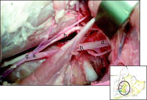 Hemicara derecha de cerdo: a) arteria carótida común, b) arteria carótida externa, c) arteria carótida interna, d) arteria maxilar, e) arteria lingual, f) arteria facial, g) vena yugular interna, h) tronco vagosimpático.