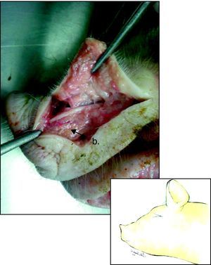 Hemicara izquierda de cerdo: a) tendón del músculo elevador de labio superior, b) rama del nervio infraorbitario.