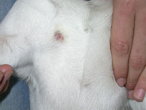 Annular lesion on dog chest. Flat C-dog.