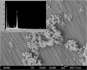 Microscopia electrónica de barrido (5.000×) y energía de rayos X para la biomasa de Phanerochaete chrysosporium inmovilizada en contacto con Cl2Ni a 300mg/l en Erlenmeyer. Incubación durante 2 días a 30°C y a 120rpm.