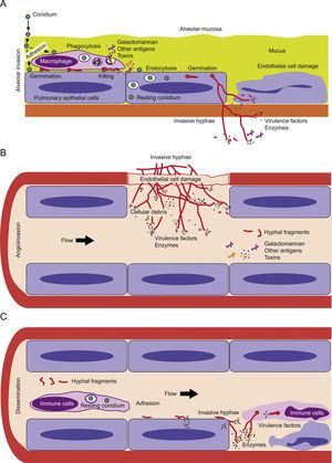 Model of invasive aspergillosis development. (A) First step of colonization and invasion of pulmonary epithelium. (B) Invasion of blood capillaries and haematogenous dissemination of hyphal fragments, galactomannan and other molecules. (C) Dissemination and first step of invasion of deep organs.