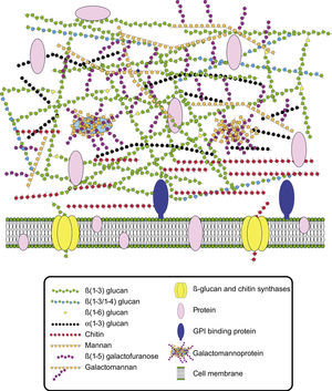 Scheme of Aspergillus fumigatus cell wall.