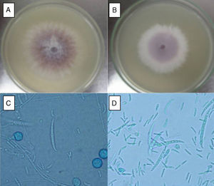 Macroscopic and microscopic aspect of isolates FoSt01 and FoSt02. A. FoSt01, grown on PDA for 7 days at 24°C. B. FoSt02, grown on PDA for 7 days at 24°C. C. FoSt01 grown on CLA for 12 days, 100x. D. FoSt02 grown on CLA for 12 days, 100x.