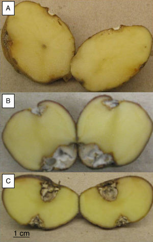A. Lesion area on complete tubers inoculated with FoSt01 or FoSt02 B. Lesion on tuber inoculated with FoSt01.