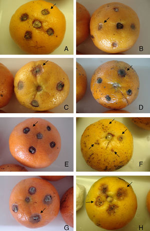 Effects of plant extracts and fungicides on the development of Alternaria brown spots in Murcott tangor fruits eight days after inoculation (106Alternaria alternata conidia/ml): A) Chlorotalonyl and copper oxychloride at 0.87 and 1.76g/l, respectively. B) Azoxistrobin at 0.08g/l. C) Ficus carica. D) Cariniana estrellensis. E) Ruta graveolens. F) Anadenanthera colubrina. G) Artemisia annua extract at 3.3mg/ml. H) 106 conidia/ml resuspended in Tween 80 solution 1.0% (v/v).