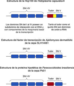 Estructura de las proteínas de la familia p100 de hongos dimórficos. La figura muestra un esquema de las proteínas de 100kDa de Histoplasma capsulatum, Ajellomyces dermatitidis y Paracoccidioides brasiliensis. Se destaca la estructura multidominios de las proteínas y la diferencia del dominio tudor y del quinto dominio SN de la Hcp100, considerando que en H. capsulatum el extremo terminal del dominio tudor se superpone con el inicio del quinto dominio SN (resaltado en color amarillo).