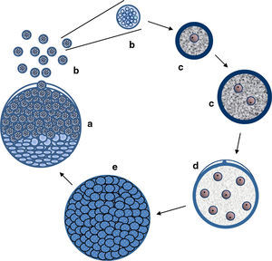 The figure depicts the parasitic life cycle of Rhinosporidium seeberi based on data published in the last 110 years. It starts with the release of the endoconidia through a pore from mature sporangia (a). The released endoconidia (b) increase in size (10–70(μm) loosing the morphological features typical of endoconidia such as vesicles and EDBs, becoming juvenile sporangia (JS) (c). This is the most commonly found phenotype in histopathological preparations. The JS are characterized by the presence of granular cytoplasm, reddish (in H&E) nuclei (could be a single nucleus or more than two nuclei) with a prominent nucleolus similar to those displayed in Fig. 3, and a thick cell wall. The JS increases in size (∼70–150(μm) and becomes intermediate sporangia (IS) (d). This is a rare encountered phenotype. The stage is characterized by synchronized nuclear divisions developing several hundreds of new nuclei without the formation of a cell wall within the sporangia. The sporangia at this stage possess a thick cell wall. The presence of rudimentary pore can be found at this stage, but it is a very rare event, thus difficult to find in histological sections. As the nuclei multiply, the IS continue increasing in size (≥150(μm) becoming an early mature sporangia (e). At this stage the last synchronized nuclear division takes place, after which a thin cell wall becomes apparent around each nucleus. Eventually, the sporangia reach maturity which is followed by the formation of a pore allowing the release of the endoconidia and the cell cycle is repeated (a).