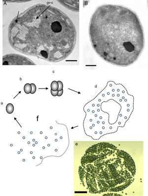 Panel A shows EM photographs of Microcystis’ nanocytes with gas vesicles (gv) (arrows) (gv-l=long, gv-c=circular) a distinctive feature of the genus, whereas Panel B depicts a nanocyte without gas vesicles (Bars=500nm) (Courtesy of Dr. N. Tandeau de Marsac. Used with permission of J Bacteriol). The nanocytes with three peptidoglycan layers are observed in both panels. The lower section of Fig. 4 shows a cartoon demonstrating the typical binary fission division in more than one plane, typical of the genus Microcystis (a–c). The formation of large amorphous colonies by the aggregation of nearby cocci (d and e) is a common characteristic of the genus. The picture labeled “e” shows an actually colony of M. aeruginosa (Courtesy of Mark Schneegurt) (Bar=50(μm). Note an almost invisible mucilage matrix holding the nanocytes. Disintegration of old colonies (f) is necessary for the colonization of new environmental sites.