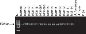 Identificación molecular de los aislamientos fenotípicamente identificados como A. flavus, con los oligonucleótidos FLA1 y FLA2, específicos para la especie. La electroforesis se llevó a cabo en un gel de agarosa al 1,5% teñido con bromuro de etidio. C(−): testigo negativo; M: marcador de tamaño molecular DNA Ladder 100bp; MM-41 y MM-44: testigos positivos.