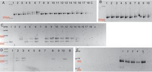 Detection of polymorphisms in a 3% high resolution agarose gel. A. 1S SSR Marker. Lanes 1, 2. P. cryptogea; Lanes 3–8. P. infestans; Lanes 9–13. P. sojae; Lanes 14–18. P. andina; C. control. B. 1S SSR Marker. Lanes 1–5. P. capsici; Lanes 5–10. P. cinnamomi.C. Ps7 SSR marker. Lanes 1, 2. P. cryptogea; Lanes 3–7. P. infestans; Lanes 8–12. P. sojae; Lanes 13–15. P. andina; Lanes 16–18. P. nicotianae; C. control. D. Ps7 SSR Marker. Lanes 1–5. P. capsici; Lanes 6–10. P. cinnamomi. E. Ps29 SSR marker. Lanes 1–5. P. sojae.