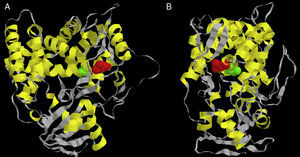 Front (A) and side (B) views of the predicted three-dimensional structure of C. albicans Erg11p. The red spheres represent the L321F mutation found in the study, and the green spheres represent the T315A mutation evaluated in the Lamb et al.9 report.