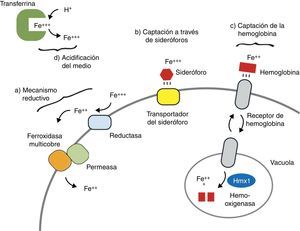 Mecanismos de captación fúngica del hierro. Adaptada y modificada de Chen et al. Cell Host Microbe. 2011;10:118-35.